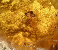 Mosquito in Amber Chunk Replica
