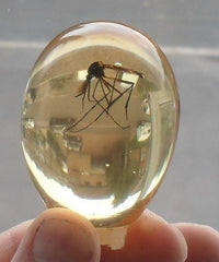 Mosquito Amber Egg