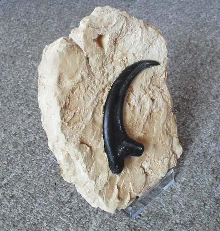 Fossil Raptor Claw Replica Faux Rock Relief
